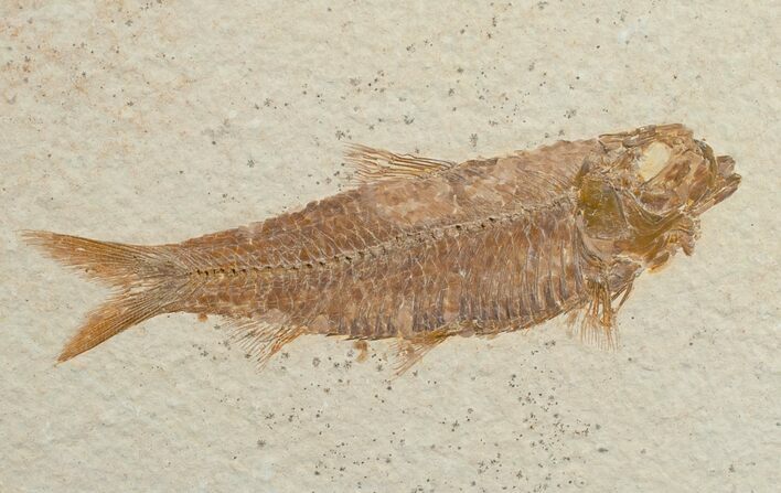 Knightia Fossil Fish - Wyoming #6558